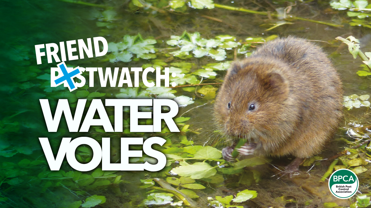 friend-pest-watch-water-voles